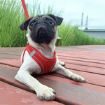 Reflective Mesh Dog Harness & Lead Set – Breathable Walking Harness