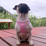 Reflective Mesh Dog Harness & Lead Set – Breathable Walking Harness