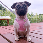Reflective Mesh Dog Harness & Lead Set – Breathable Walking Harness