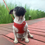 Reflective Mesh Dog Harness & Lead Set – Breathable Walking Harness