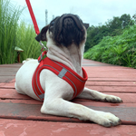 Reflective Mesh Dog Harness & Lead Set – Breathable Walking Harness
