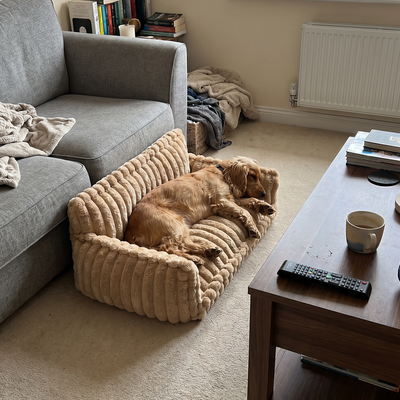 Customer dog photo 4