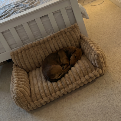 Customer dog photo 2