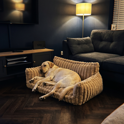 Customer dog photo 3