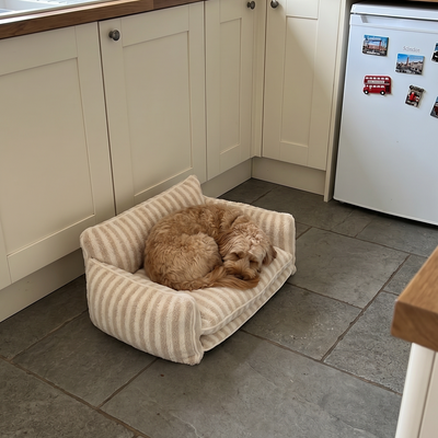Customer dog photo 2