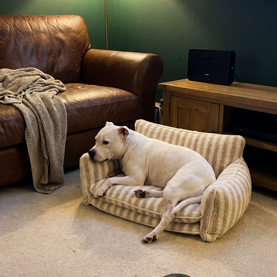 Customer dog photo 3