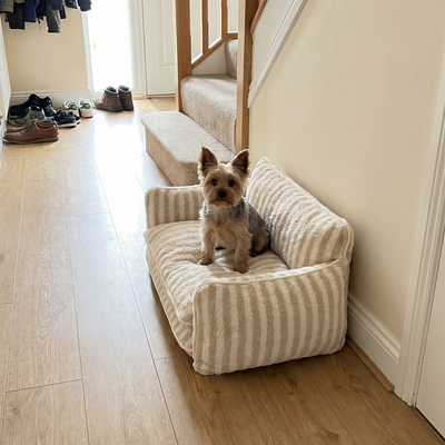 Customer dog photo 4