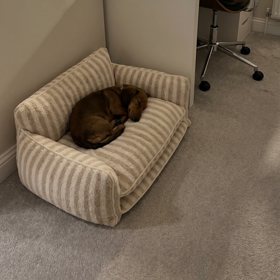 Customer dog photo 1