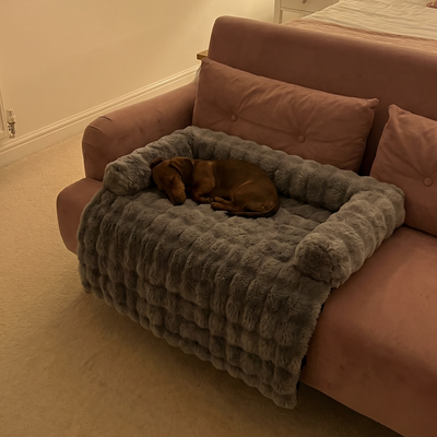 Customer dog photo 2
