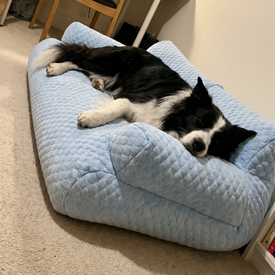 Customer dog photo 4
