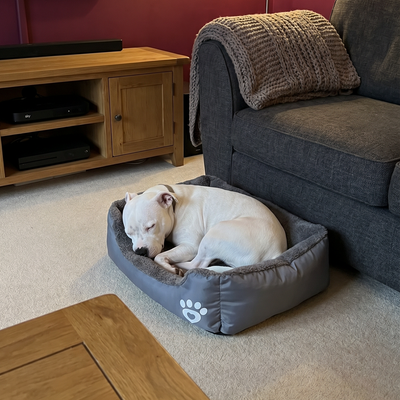 Customer dog photo 3