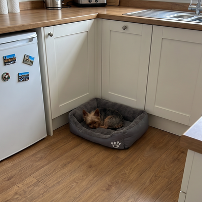 Customer dog photo 4