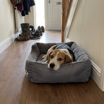 Customer dog photo 2