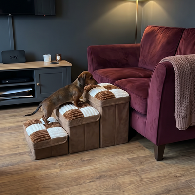 Customer dog photo 1