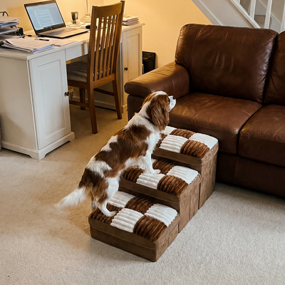 Customer dog photo 4
