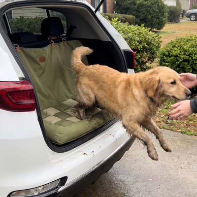 Customer dog photo 1