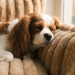 Orthopaedic Dog Sofa Bed – Ribbed Cushion